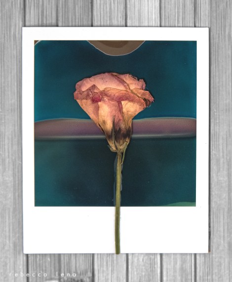fiore secco polaroid circle rebecca lena racconti controra.jpg